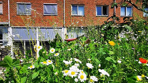 Dit is een afbeelding van een groen dak met bloemen